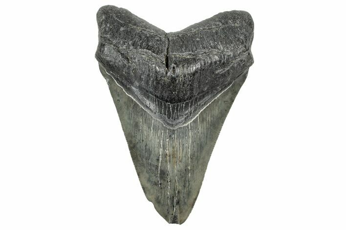 Serrated, Fossil Megalodon Tooth - South Carolina #328754